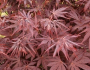 Acer Palmatum 3