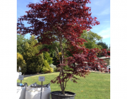 Acer Palmatum 4