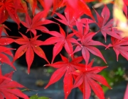 Acer Palmatum 5