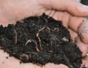 Red_Wiggler_Worms_In_Compost_