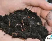 Red_Wiggler_Worms_In_Compost_