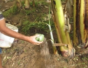 Adubar a Bananeira 2