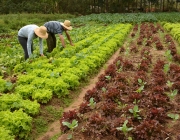 Agricultura Orgânica 1