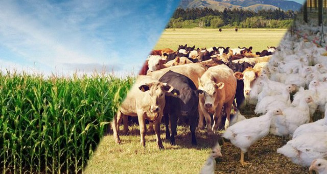 Importância do Solo Para o Ser Humano | Mundo Ecologia
