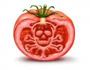 Agrotóxico no Tomate 6