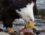 Águia Americana Comendo 1