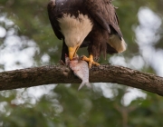 Águia Americana Comendo 2