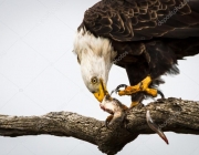 Águia Americana Comendo 4