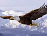 Águia Americana Voando 1