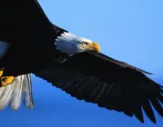 Águia Americana Voando 5