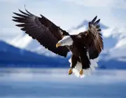 Águia Americana Voando 6
