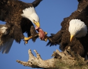 Águia de Cabeça Branca Caçando Alimento 2