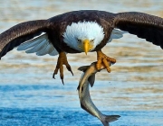 Águia de Cabeça Branca Caçando Alimento 3