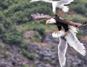 Águia de Cabeça Branca Caçando Alimento 5