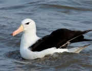 Albatroz de Sobrancelha 1