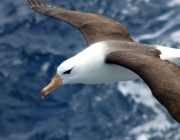 Albatroz de Sobrancelha 3