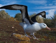 Albatroz de Sobrancelha 5