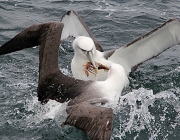 Albatroz Errante se Alimentando 1