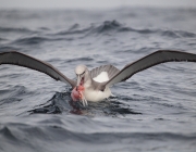 Albatroz Errante se Alimentando 2