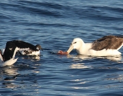 Albatroz Errante se Alimentando 6