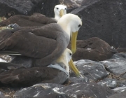 Albatroz se Acasalando 4