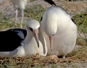 Albatroz se Alimentando 2