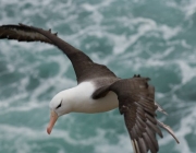 Albatroz 2