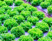 Organic green lettuce plants or salad vegetable cultivation in red soil wrapped a black polyethylene film at greenhouse farm. Concept of healthy eating. Farming. Food production. Somewhere in Portugal