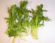 Alface Frisée 1