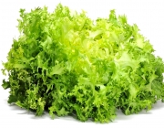 Alface Frisée 3