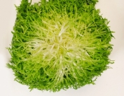 Alface Frisée 5