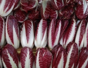 Alface Radicchio 6