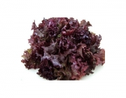 Alface Roxa 5