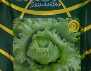 Alface Gloriosa 2