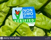 Alfaces GMO 1