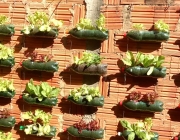 Alfaces Plantados em Garrafas Pets 2