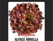 Alface Mirella 2