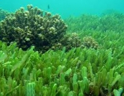 Algas Marinhas Unicelulares 5