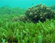 Algas Marinhas Unicelulares 6