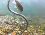 Alimentação a Base de Peixes das Serpentes Marinha Gigante 3