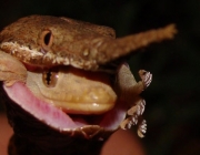 Alimentação a Base de Peixes das Serpentes Marinha Gigante 5