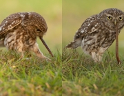 Caburé de Pernanbuco Comendo 2