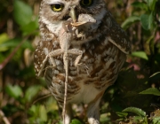 Caburé de Pernanbuco Comendo 3