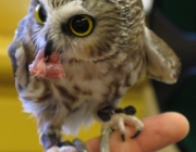 Caburé de Pernanbuco Comendo 4