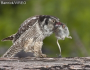 NOrthern Hawk Owls (0886)