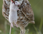 Caburé de Pernanbuco Comendo 6