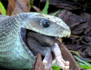 Alimentação da Cobra da Morte 1