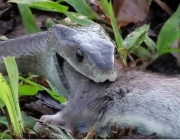 Alimentação da Cobra da Morte 2