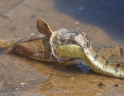 Alimentação da Cobra da Morte 4