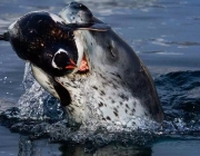 Alimentação da Foca-Leopardo 3